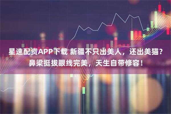 星速配资APP下载 新疆不只出美人，还出美猫？鼻梁挺拔眼线完美，天生自带修容！